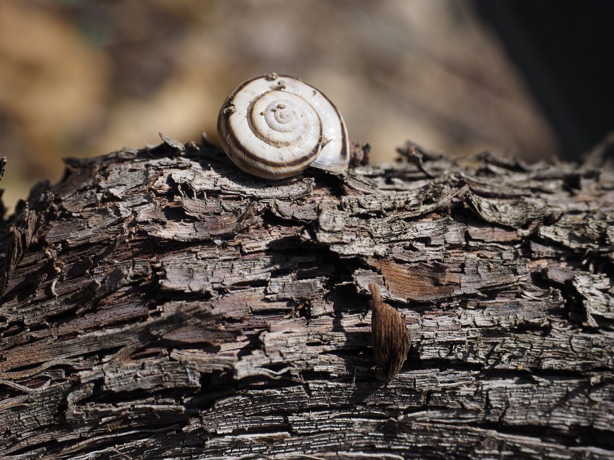 Tgantieni Sot - Haus mit Herz – image