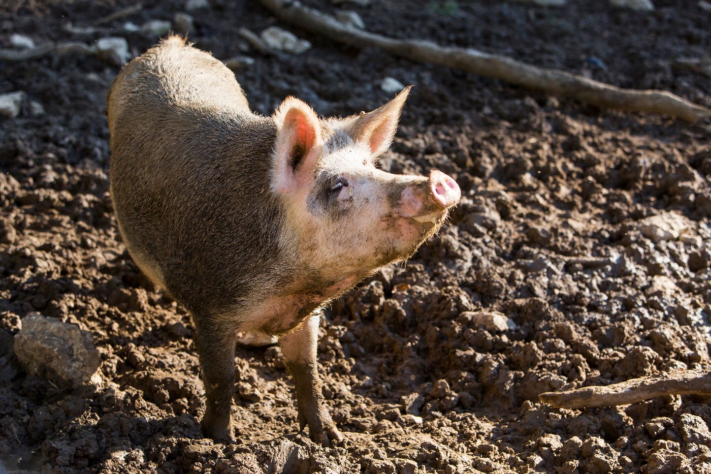 Haus Neuenburg – Bild