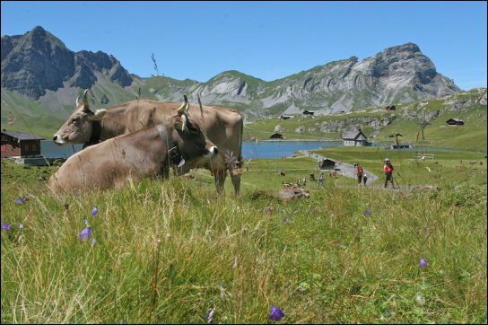 Sportcamp Melchtal Pavillon Nr. 7 – Bild
